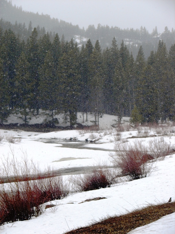 South Tongue River