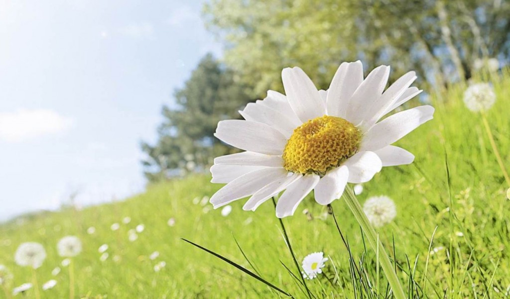 Daisy in a field