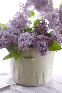 Lilacs (Photo: Matthew Mead)
