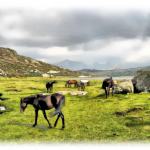 THE HORSES OF WYOMING by Tom Schmidt, watercolor, 2012.
