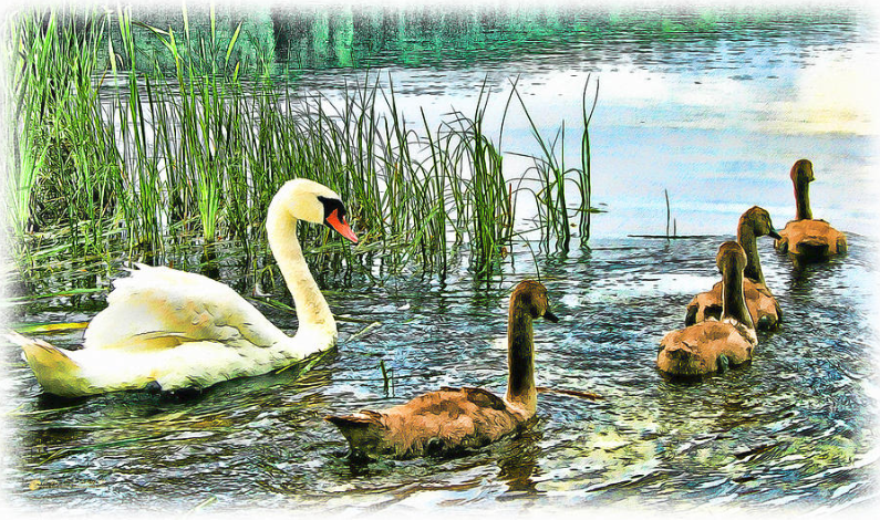 "Spring Ducklings" by Tom Schmidt, watercolor, 2012.