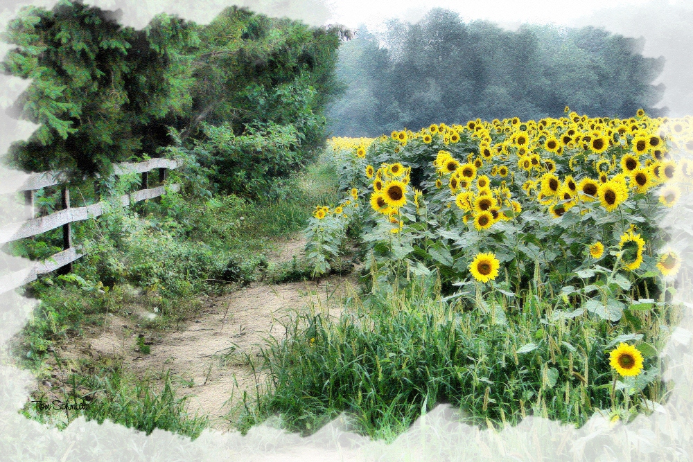 "Sunflower Field" by Tom Schmidt, watercolor, 2009.