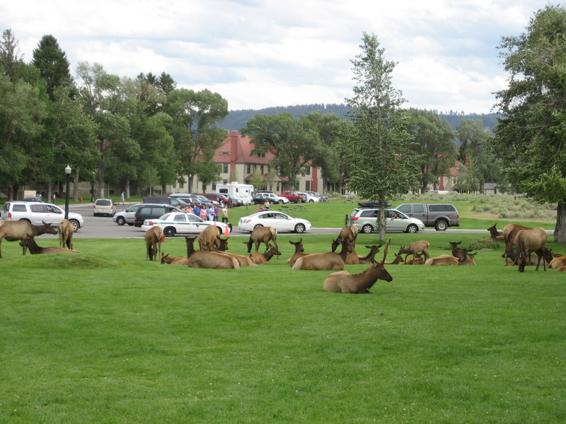 Elk at Mammoth Hot Springs. (Photo: Jenny Patterson)