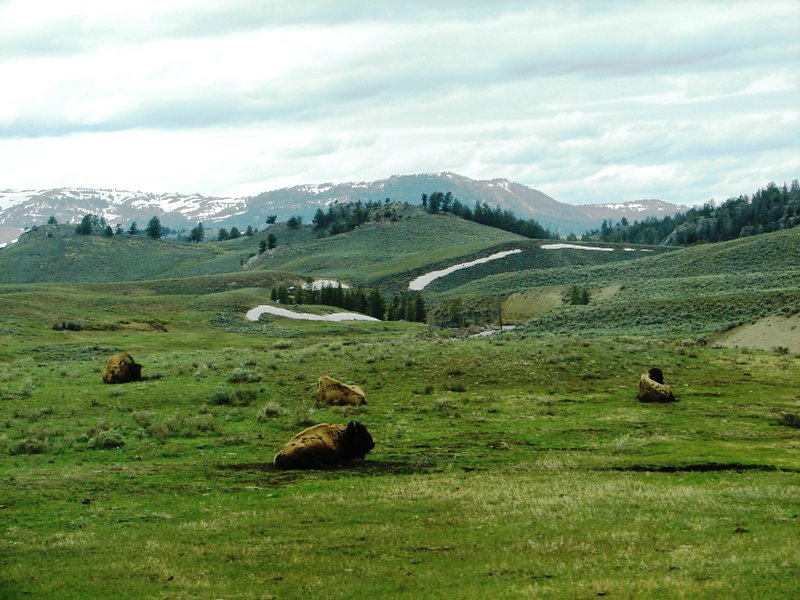 American bison resting in Yellowstone National Park.
