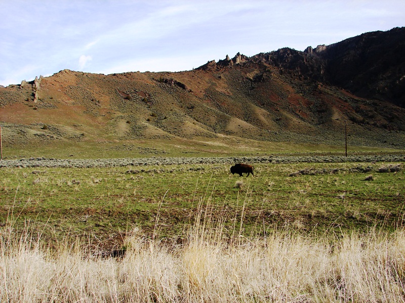 Imagine my delight at our first sighting of free-roaming American bison.