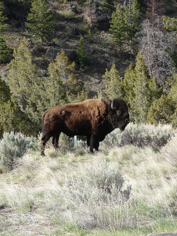 American bison striking a familiar pose.