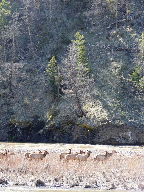 Herd of elk in Shoshone National Forest.