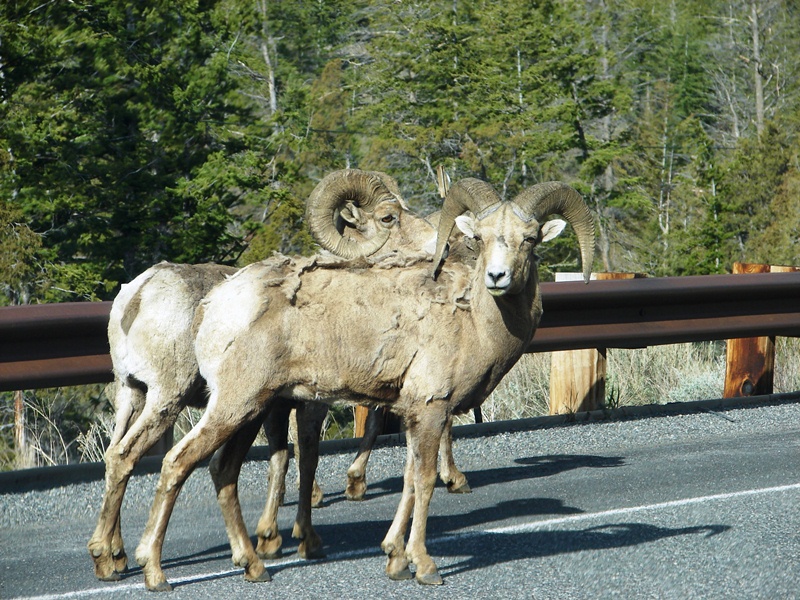 Ram, of the Rocky Mountain Bighorn type.