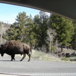 View from our car . . . which was close enough.