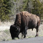 Bison grazing before walking on.