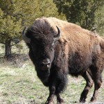 A big bull briefly makes eye contact.