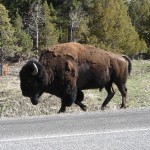 Bison meandering on by.