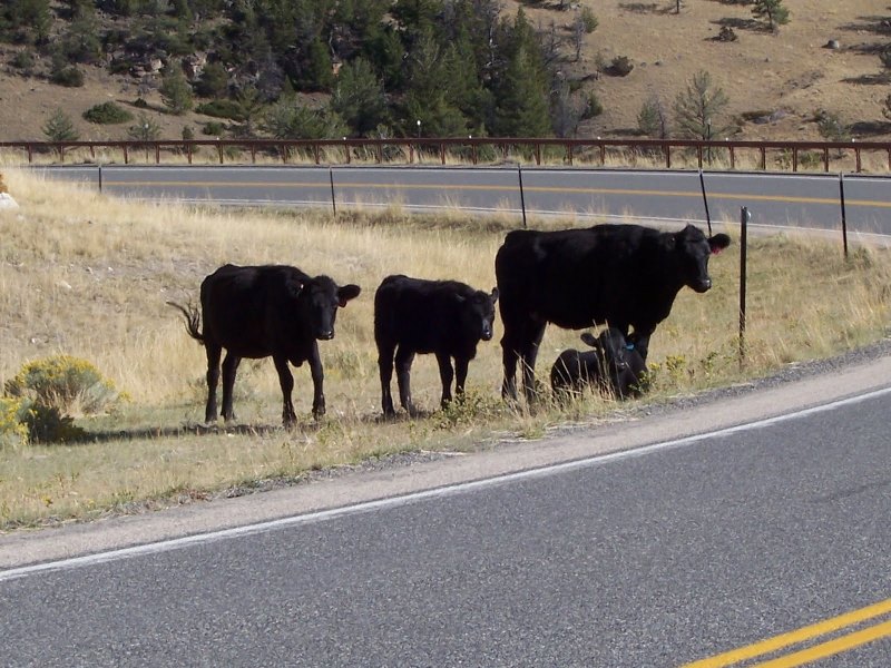 Cattle on the Chief Joseph Scenic Byway. (Photo: Knight Adventures)