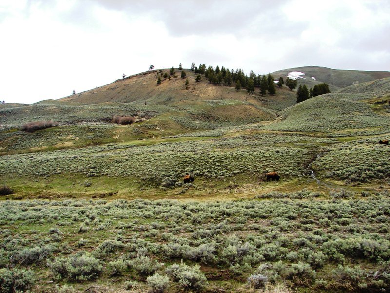 Buffalo grazing on the open range.