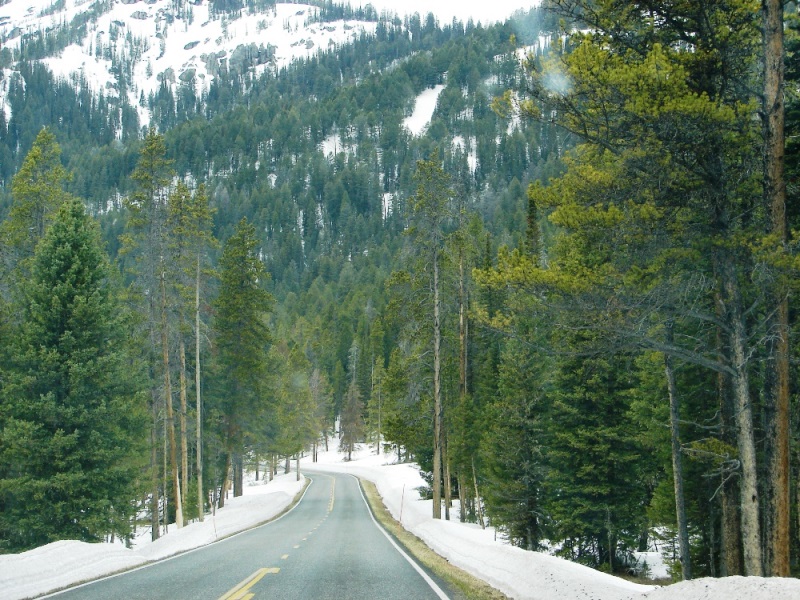 Forest trees and mountains rise above the road to form a canyon.