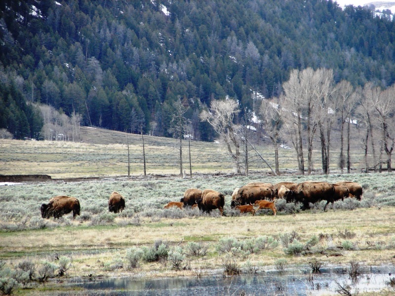 American bison and their calves grazing Lamar Valley.