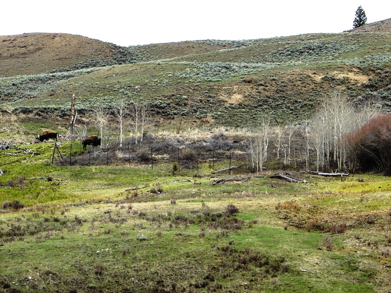 American bison grazing on a hillside.