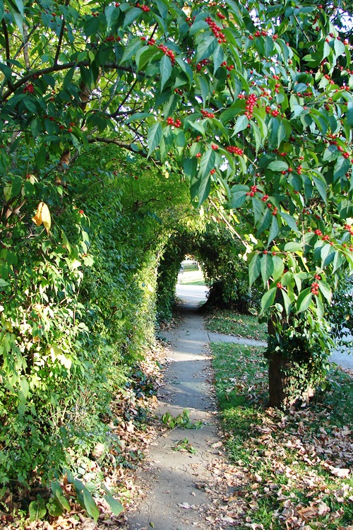 On a side street, the sidewalk takes you through a natural tunnel in Yellow Springs, Ohio