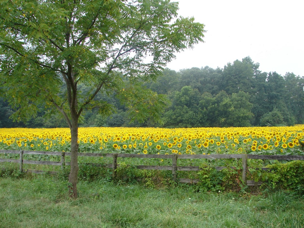 Tecumseh Sunflower Field in Yellow Springs, Ohio