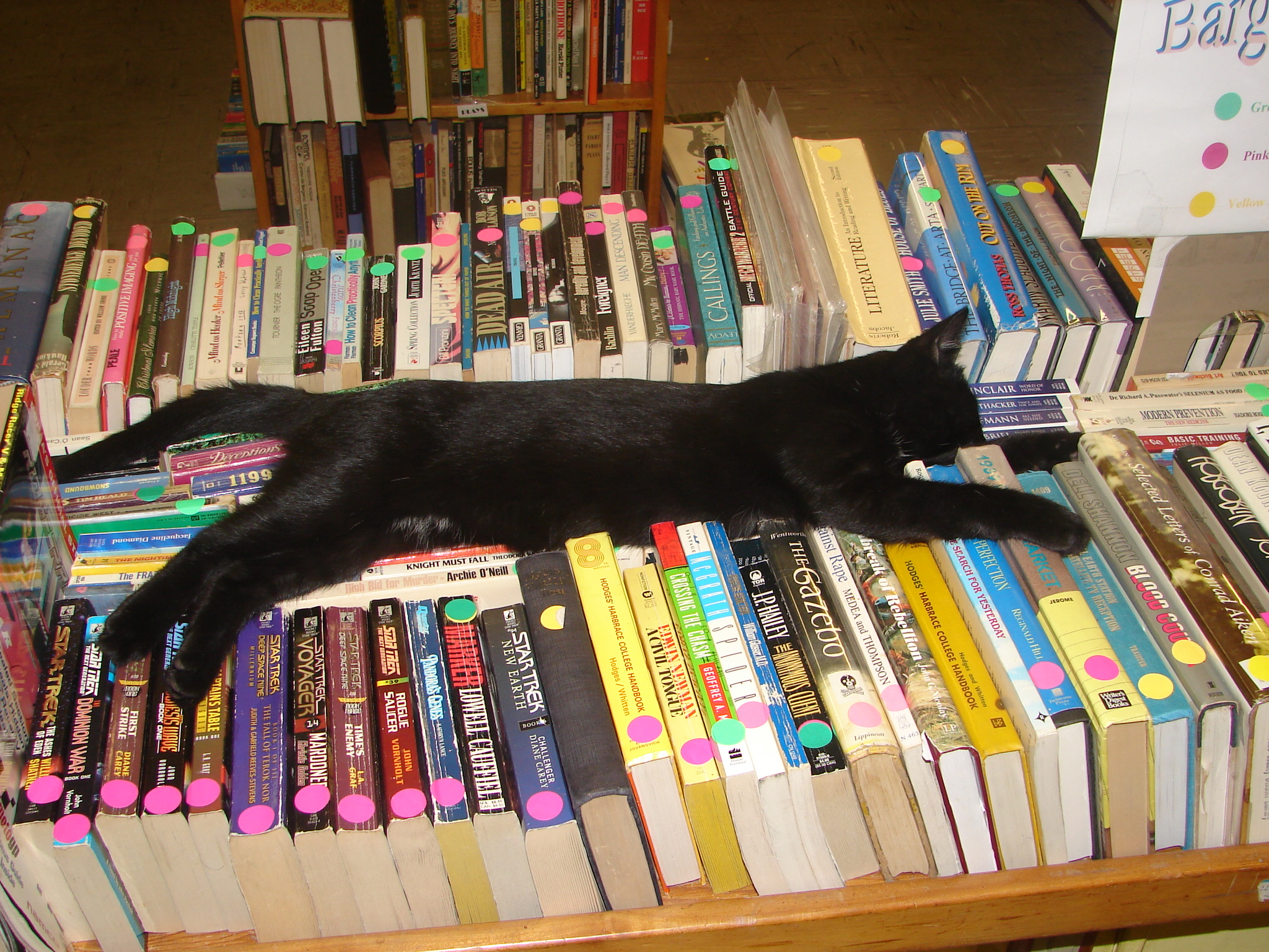 The cat in Dark Star Books
